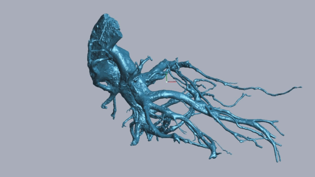 RigelScan三维激光扫描仪应用于植物3D数据采集建模和存档分析 RigelScan三维激光扫描仪应用于植物3D数据采集建模和存档分析
