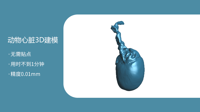 动物心脏三维扫描建模 动物心脏三维扫描建模