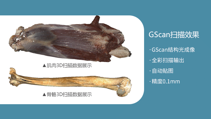 GScan全彩3D扫描骨骼建模 GScan全彩3D扫描骨骼建模