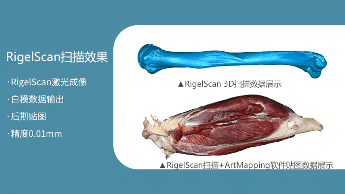 ▲RigelScan扫描+ArtMapping软件贴图数据展示 ▲RigelScan扫描+ArtMapping软件贴图数据展示